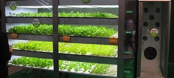 Lettuce Vending Machines