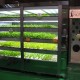 Lettuce Vending Machines